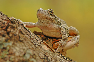 Grey treefrog (Hyla versicolor)