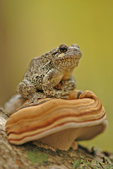 Grey treefrog (Hyla versicolor)