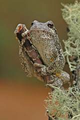 Grey treefrog (Hyla versicolor)