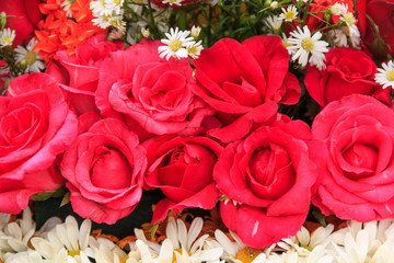 Fototapeta premium rose and bright flowers