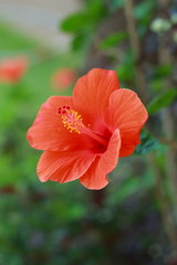 Flower orange Hibiscus flower