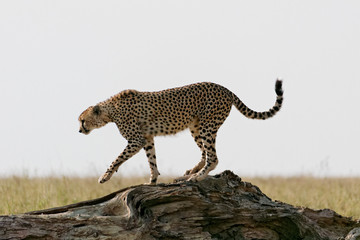 Obraz premium Serengeti cheetah