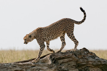 Serengeti cheetah