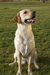 Labrador Retriever dog in autumn sitting on grass
