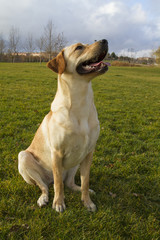 Labrador Retriever dog in autumn sitting on grass