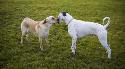 Labrador Retriever  and dalmatian bonding