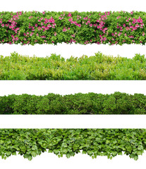 collection of isolated tree plant 