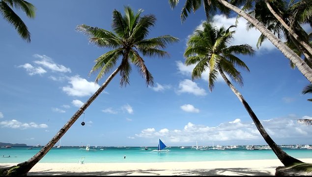 Two palms on caribbean beach with white sand