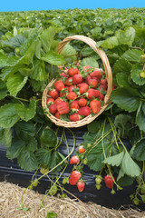 Naklejka premium Strawberry field