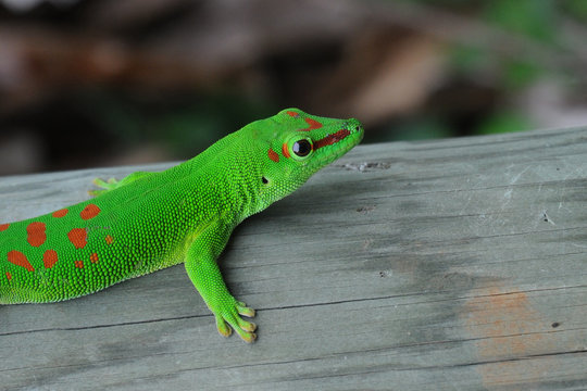 Geko de Manapany
