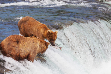 Bear on Alaska