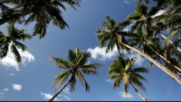 Top of coconut palm on sky background, footage