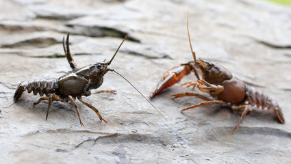 écrevisses