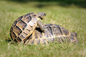 turtle,alanya, animal
