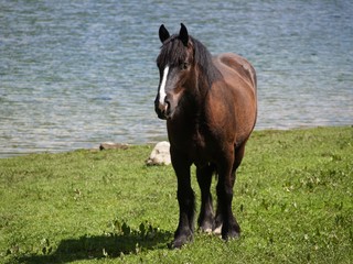 Obraz premium Cheval