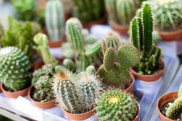 cactus  plant set