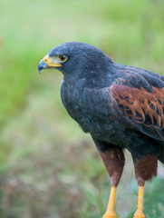 Close up of a Harris Hawk