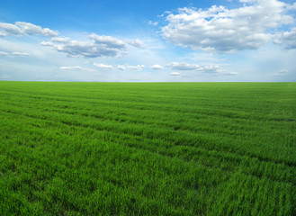Fototapeta premium green field
