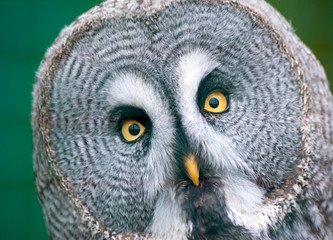 Close up of a Great Grey Owl