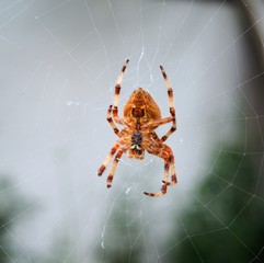 Common garden spider in web © Arena Photo UK