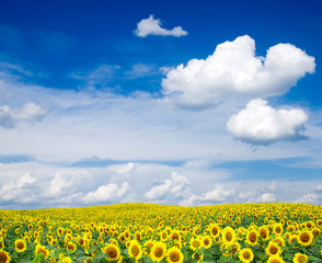 sunflowers