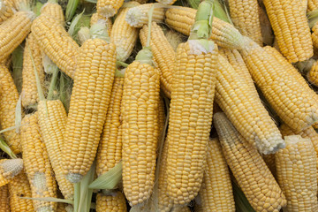 Corn closeup