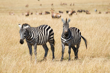 Fototapeta na wymiar Zebry Plains w Savannah w Parku Narodowym Masai Mara, Kenia
