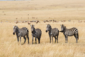 Fototapeta na wymiar Zebry Plains w Savannah Masai Mara National Park, Kenia