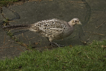 female pheasant stalking among scattered grain