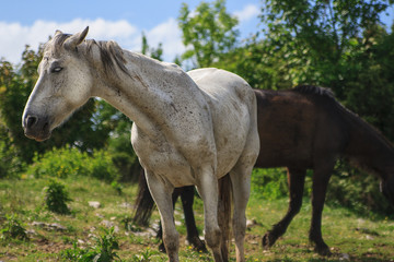 Obraz premium Free Horses