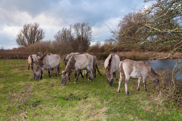 Fototapeta premium Grazing Konik horses in a Dutch nature reserve