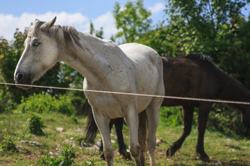 Obraz premium Cavalli nel recinto