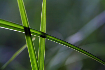 Obraz premium Wenn Grashalme sich kreuzen