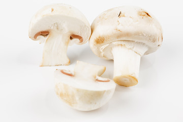 grupo de champiñones