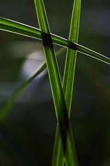 Wenn Grashalme sich kreuzen