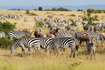 Fototapeta na wymiar Wielka migracja w Masai Mara National Park, Kenia