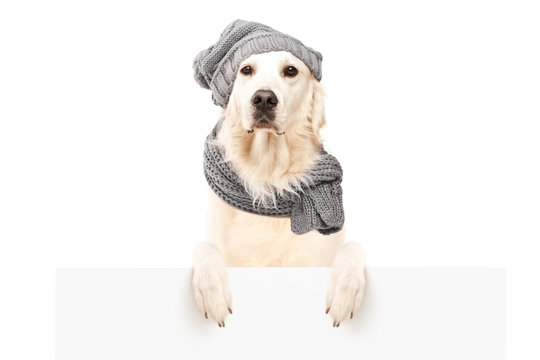 Dog retriever with hat and scarf behind blank panel