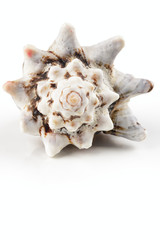 caracola sobre fondo blanco