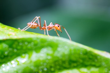 Worker Ant