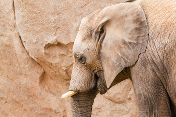 retrato de un elefante