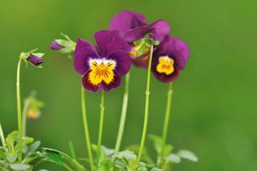 petites pensées violettes