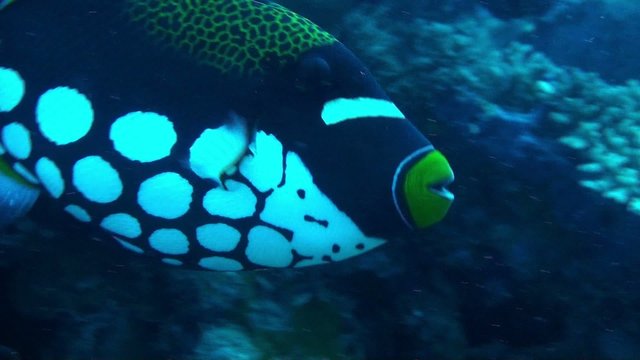 clown trigger fish