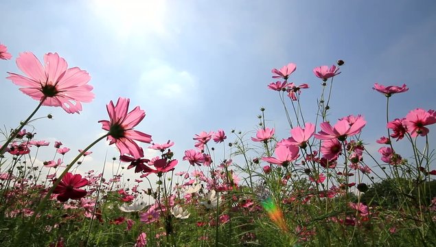 Cosmos field,sun and blue sky background.