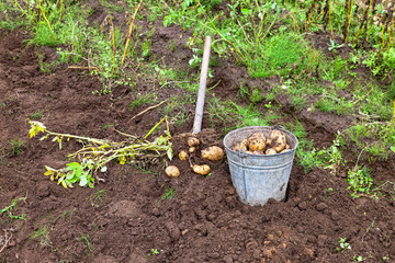 First harvest of organically grown new potatoes