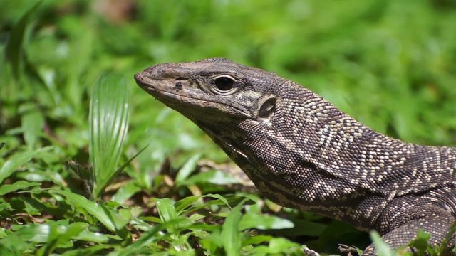 Monitor Lizard