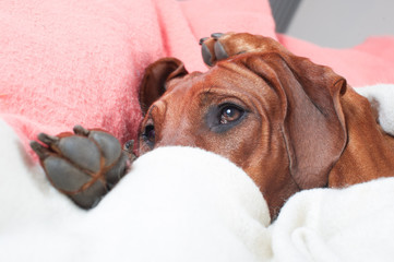 Funny cute rhodesian ridgeback dog laying on a bed on pink blank