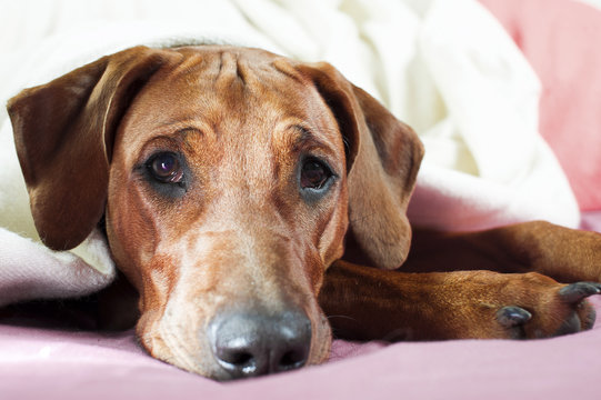Funny cute rhodesian ridgeback dog laying on a bed on pink blank
