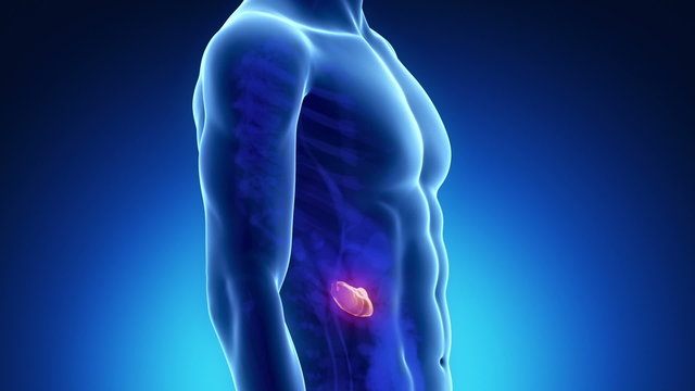 Pancreas medical scan in loop