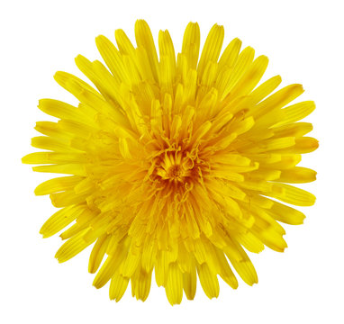 Fototapeta Dandelion Flower