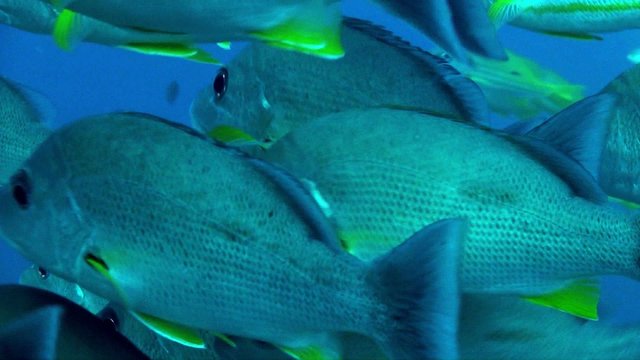 Huge school of perch GBR